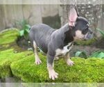Small Photo #17 French Bulldog Puppy For Sale in HILLSBORO, OR, USA