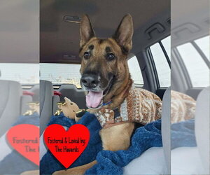 German Shepherd Dog Dogs for adoption in San Leon, TX, USA