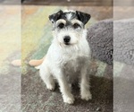 Small #3 Parson Russell Terrier