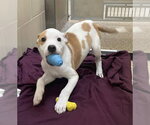 GREGORIO - Male Mutt Dog for Adoption - Small photo