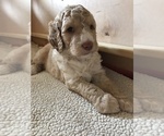 Small Photo #1 Goldendoodle Puppy For Sale in BYRAM, MS, USA