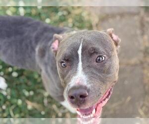 American Pit Bull Terrier Dogs for adoption in Tulsa, OK, USA