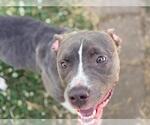 Small American Pit Bull Terrier
