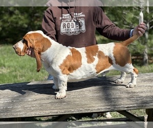 Father of the Basset Hound puppies born on 02/17/2024