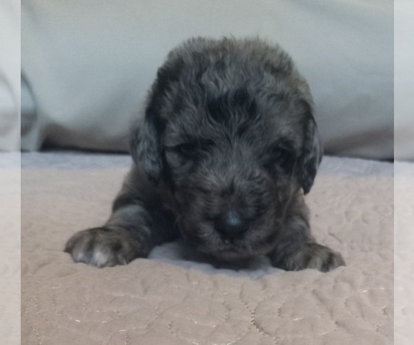 Medium Photo #21 Labradoodle Puppy For Sale in JEFFERSONTOWN, KY, USA