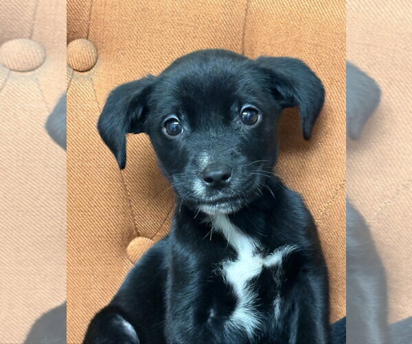 Medium Photo #2 Labrador Retriever-Unknown Mix Puppy For Sale in Sanford, FL, USA
