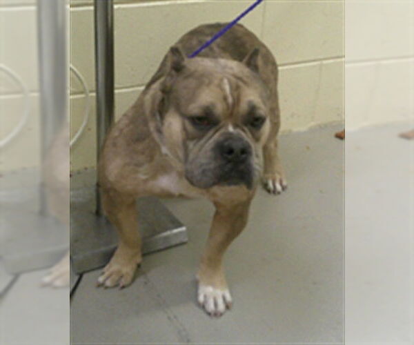 Medium Photo #1 American Bulldog Puppy For Sale in Sanford, FL, USA