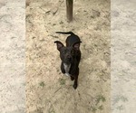 Small #6 Labrador Retriever Mix