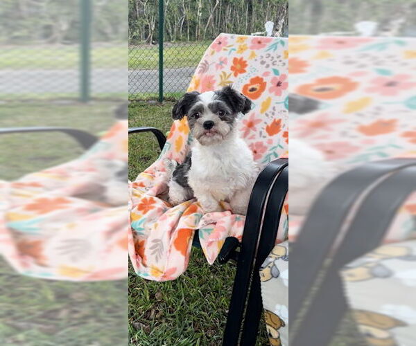 Medium Photo #12 Shih Tzu Puppy For Sale in Weston, FL, USA