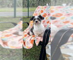 Small #11 Shih Tzu