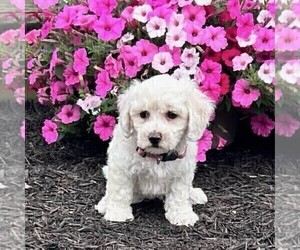 Bichon Frise Puppy for sale in GREENVILLE, PA, USA