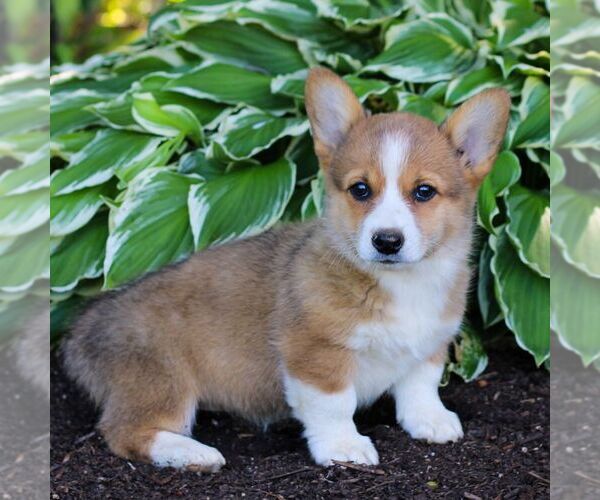 Medium Photo #4 Pembroke Welsh Corgi Puppy For Sale in LITITZ, PA, USA