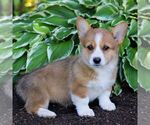 Small #3 Pembroke Welsh Corgi
