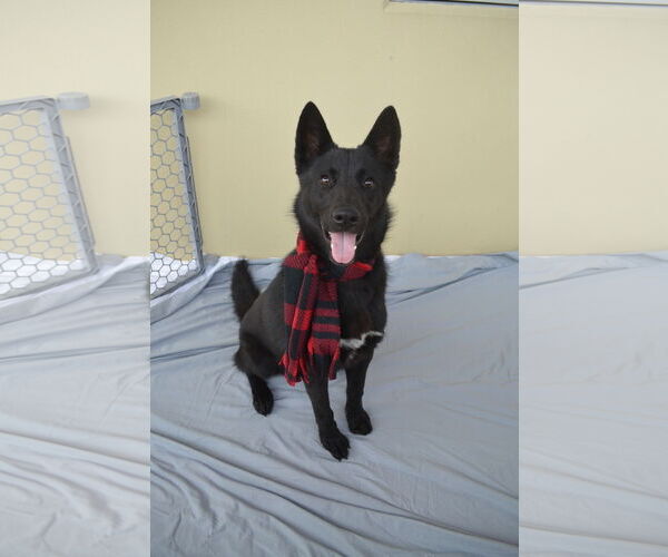 Medium Photo #1 Mutt Puppy For Sale in McKinney, TX, USA