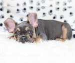 Small Photo #3 French Bulldog Puppy For Sale in MACLEAN, VA, USA
