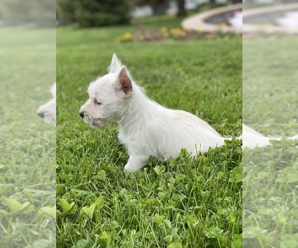 Medium Photo #5 West Highland White Terrier Puppy For Sale in CANOGA, NY, USA