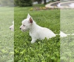 Small #4 West Highland White Terrier