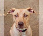 Small #3 American Pit Bull Terrier Mix