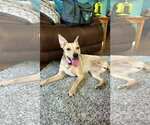 Small #4 Black Mouth Cur-Carolina Dog Mix