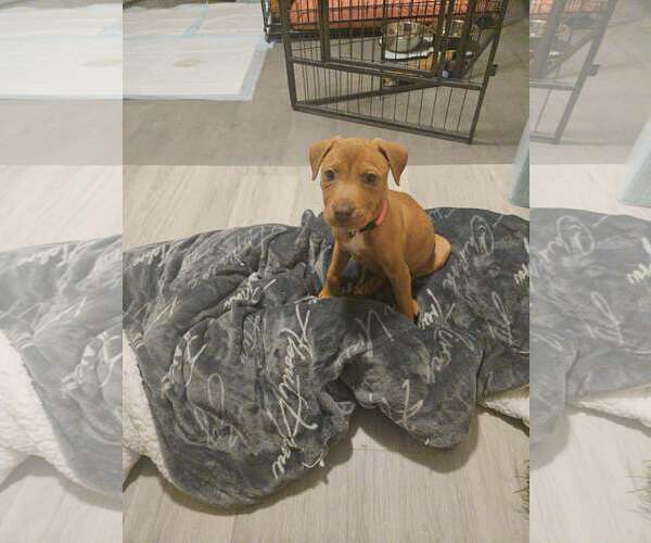 Medium Photo #9 American Staffordshire Terrier-Rhodesian Ridgeback Mix Puppy For Sale in Holly Springs, NC, USA