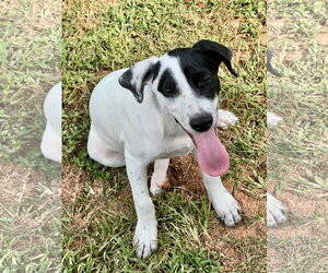 Catahoula Leopard Dog-Labrador Retriever Mix Dogs for adoption in Lakemont, GA, USA