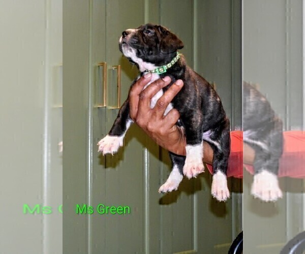 Medium Photo #3 Presa Canario Puppy For Sale in PHILADELPHIA, PA, USA