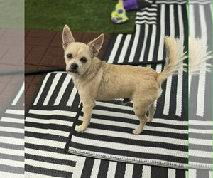 Fred Rogers - Male Mutt Dog for Adoption - Photo #3