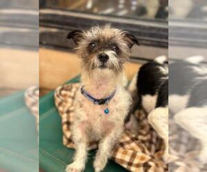 Skye Terrier Dogs for adoption in Santa Maria, CA, USA