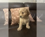 Small #20 Cock-A-Poo-Maltipoo Mix