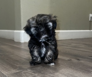 Shih Tzu Puppy for sale in INDIO, CA, USA