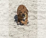 Small Photo #95 Rhodesian Ridgeback Puppy For Sale in MORONGO VALLEY, CA, USA