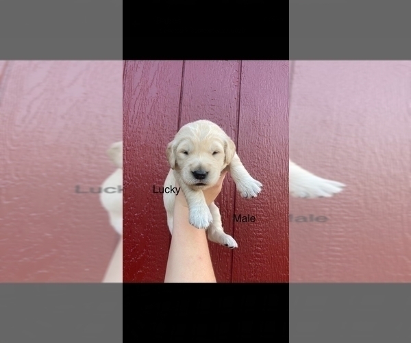 Medium Photo #4 Golden Retriever Puppy For Sale in NORWOOD, MO, USA