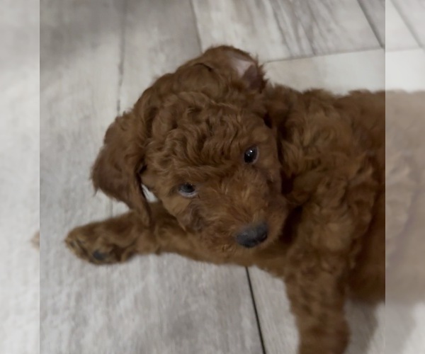 Medium Photo #3 Golden Retriever-Poodle (Toy) Mix Puppy For Sale in GIBSONTON, FL, USA
