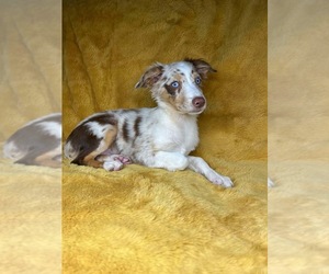 Miniature Australian Shepherd Puppy for sale in BROOKER, FL, USA