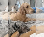Small #3 Goldendoodle