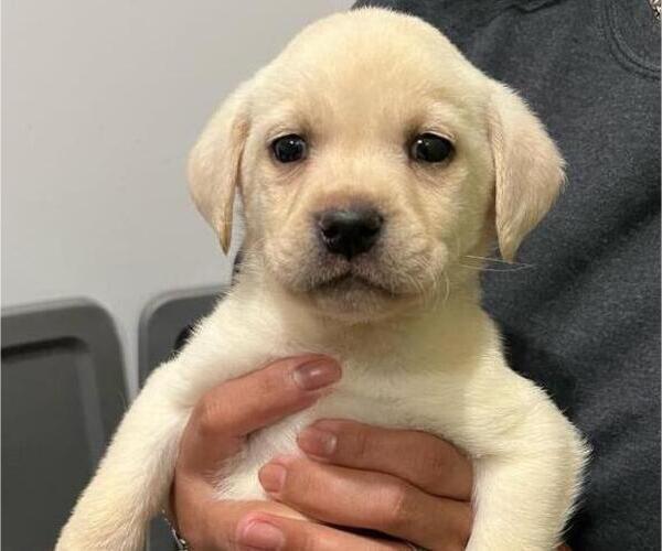 Medium Photo #6 Labrador Retriever Puppy For Sale in RIVERVIEW, FL, USA