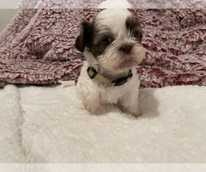 Shih Tzu Puppy for sale in VISALIA, CA, USA