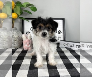 YorkiePoo Puppy for sale in FRANKLIN, IN, USA