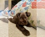 Puppy Cleopatra Schnauzer (Miniature)