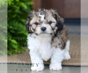 Zuchon Puppy for sale in MORGANTOWN, PA, USA