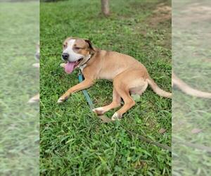Boxer-Unknown Mix Dogs for adoption in Derwood, MD, USA