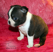 Small Photo #3 Boston Terrier Puppy For Sale in MOSELLE, MS, USA