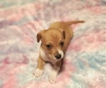 Puppy Smallest Puppy Jack Chi-Jack Russell Terrier Mix