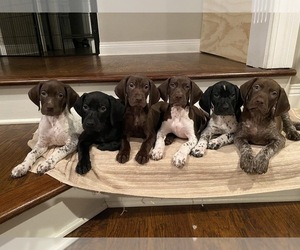 German Shorthaired Pointer Puppy for sale in INDIANAPOLIS, IN, USA