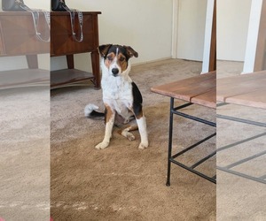 Mutt Dog for Adoption in Woodbury, New York USA