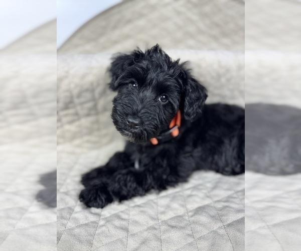 Medium Photo #16 Schnauzer (Miniature) Puppy For Sale in HIGHLAND, CA, USA
