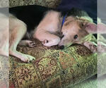 Small #3 German Shepherd Dog-Siberian Husky Mix