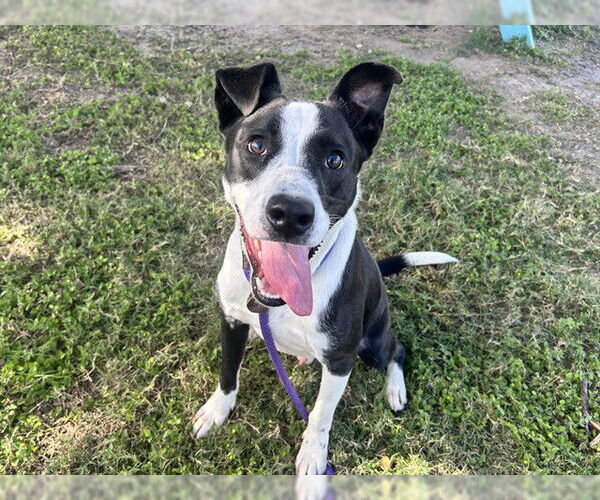 Medium Photo #2 American Pit Bull Terrier-Unknown Mix Puppy For Sale in Ocala, FL, USA