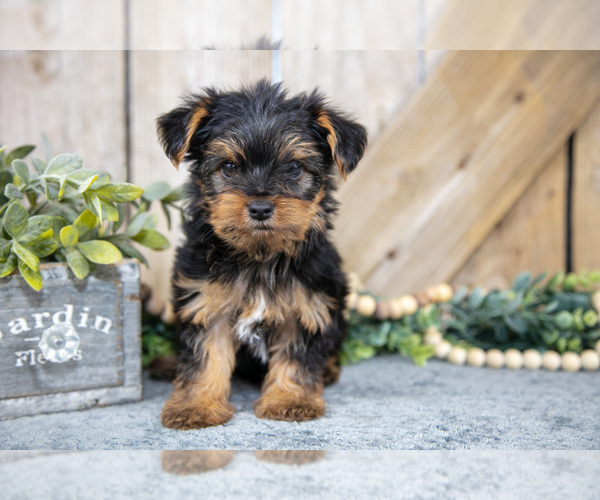Medium Photo #5 Yorkshire Terrier Puppy For Sale in GREENWICH, OH, USA