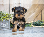 Puppy Mason Yorkshire Terrier